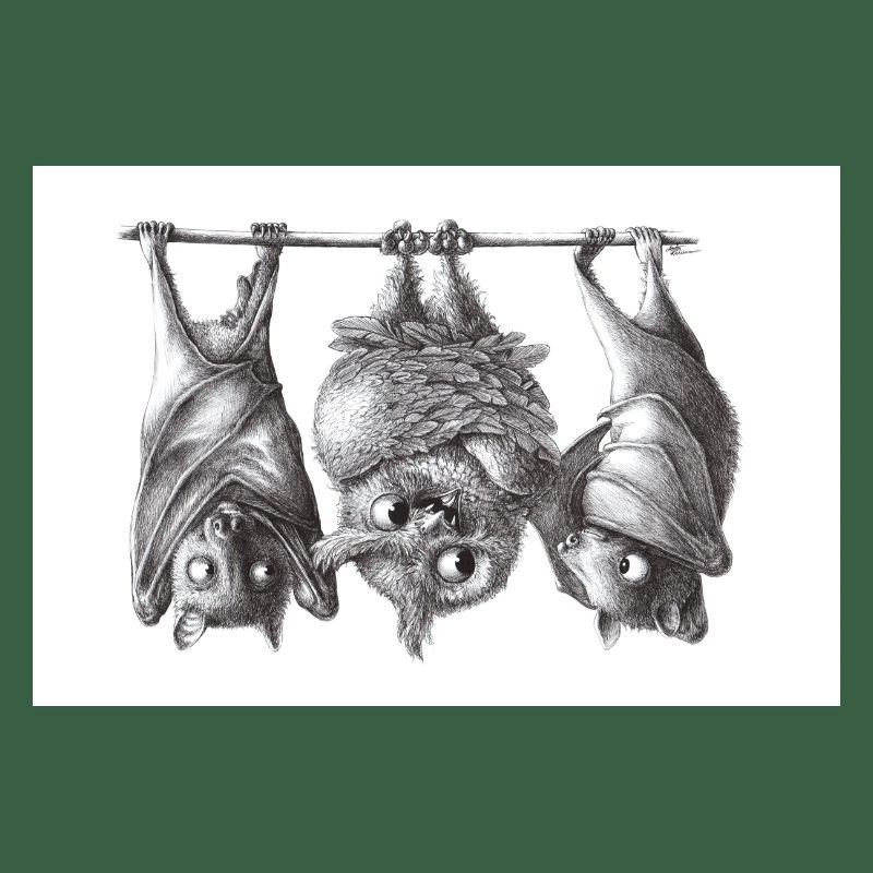 Vampire owl and bats