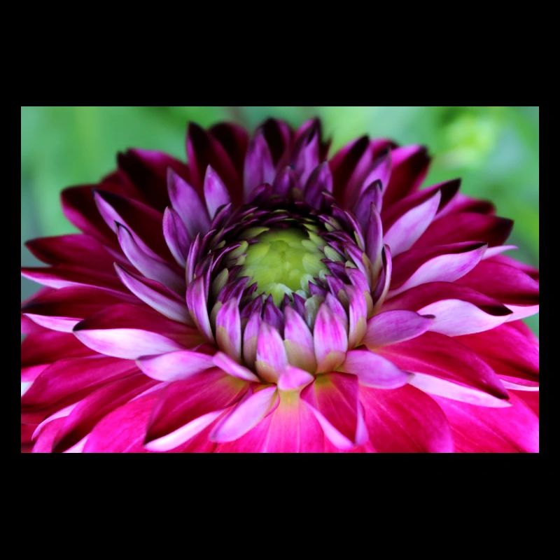 Fleur Rose Rose Fleur Fleurs Rose Rose Fleurs