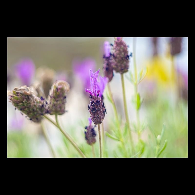Lavande délicate en fleurs