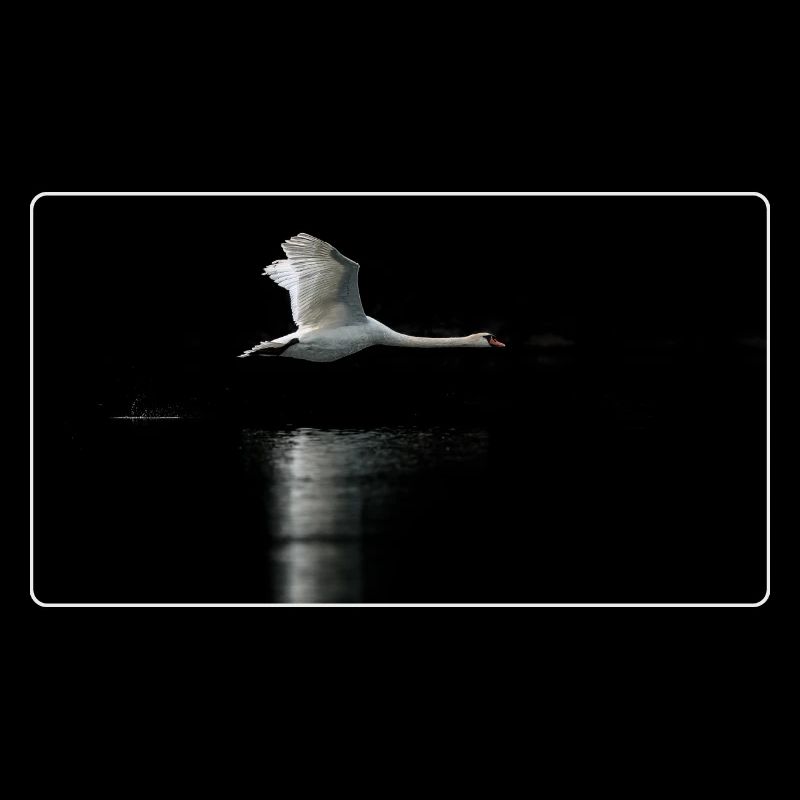 Fotomotiv Schwan im Flug dunkel