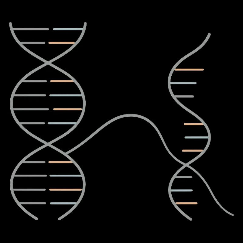 DNA–RNA Geometry – Chemie Design