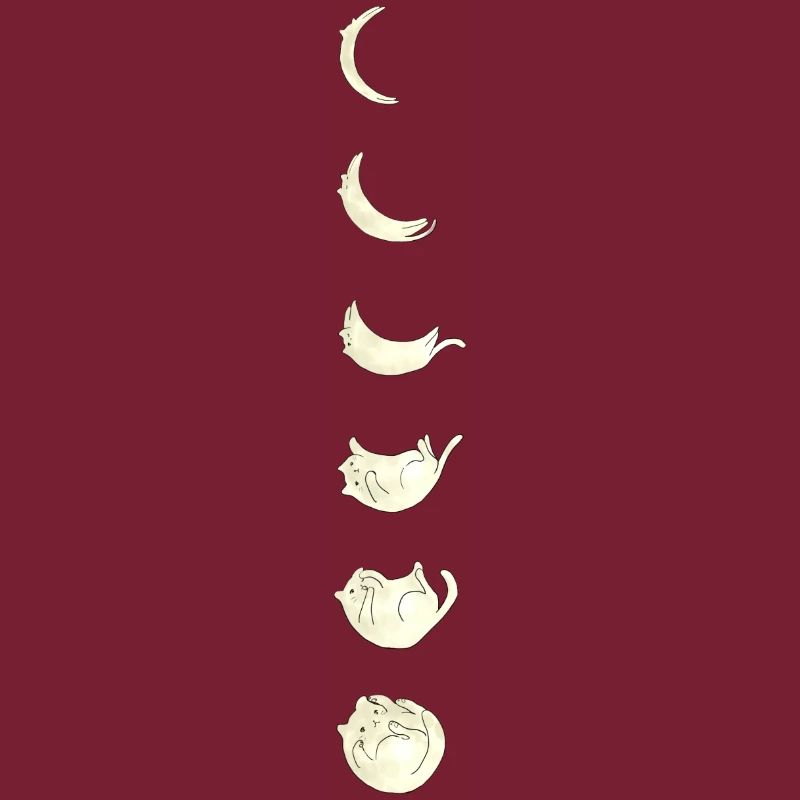 Chat de la lune