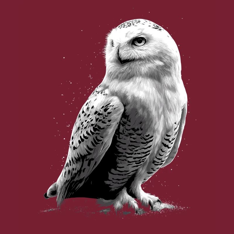 Schneeeule Weiße Eule Kauz Uhu Owl Schnee Eulen