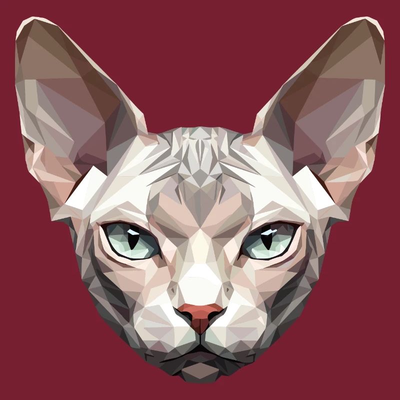 Sphynx Chat Sphynx Chat Chat Canadien Sphinx mignon