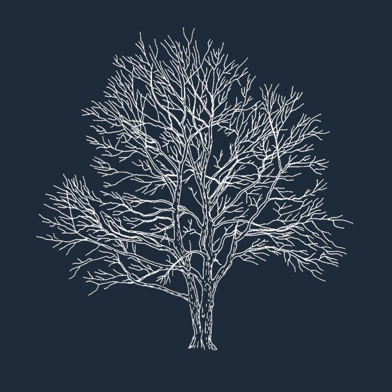 Weißer Baum Silhouette Eiche Wald Natur 