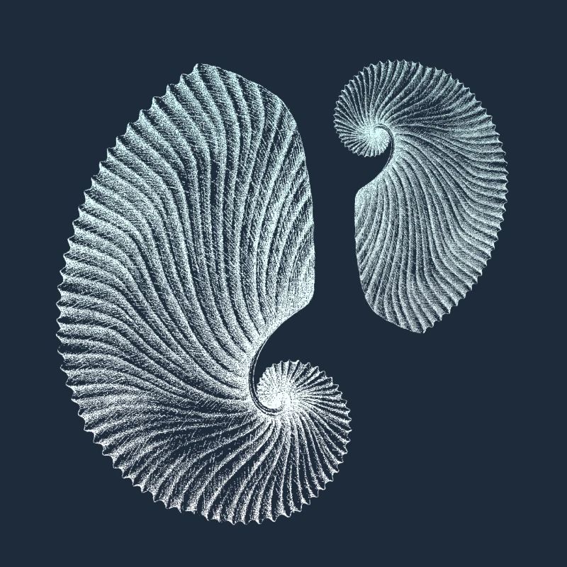 Minimalist spiral marine patterns