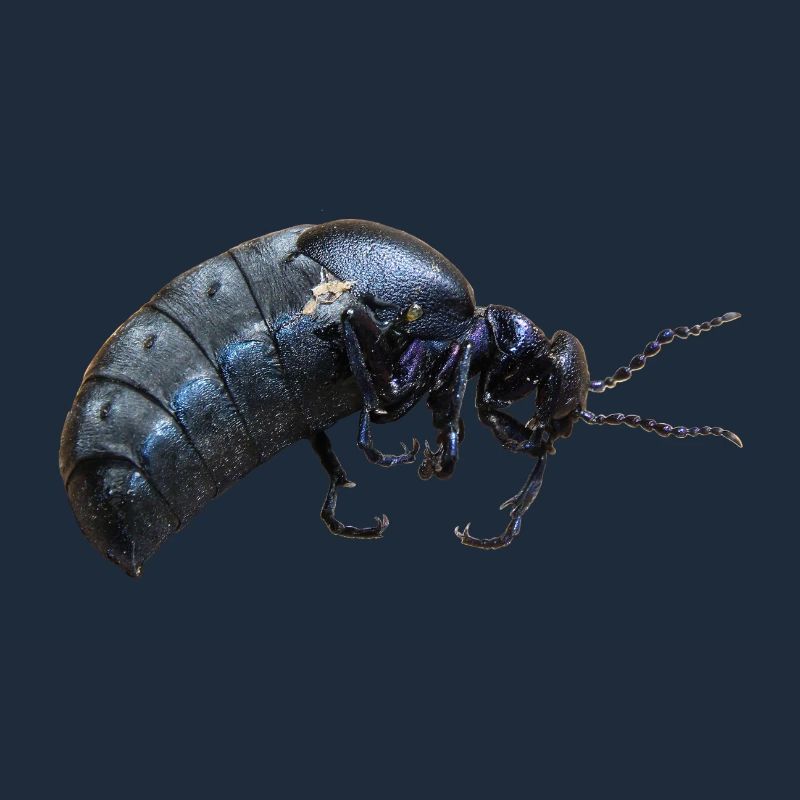 Insecte coléoptère