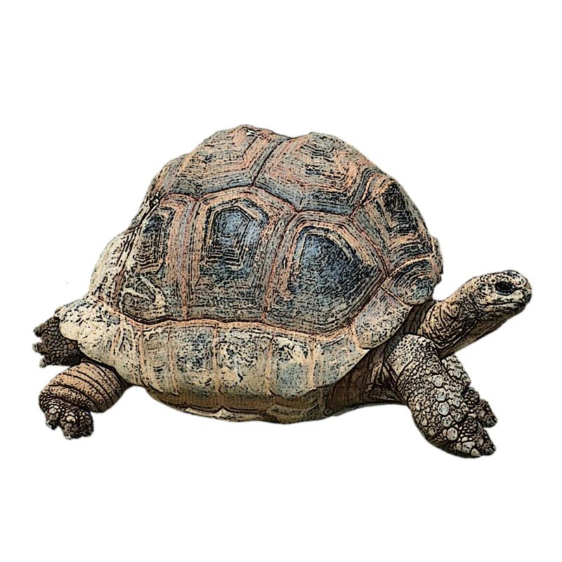 Giant tortoise, great reptiles