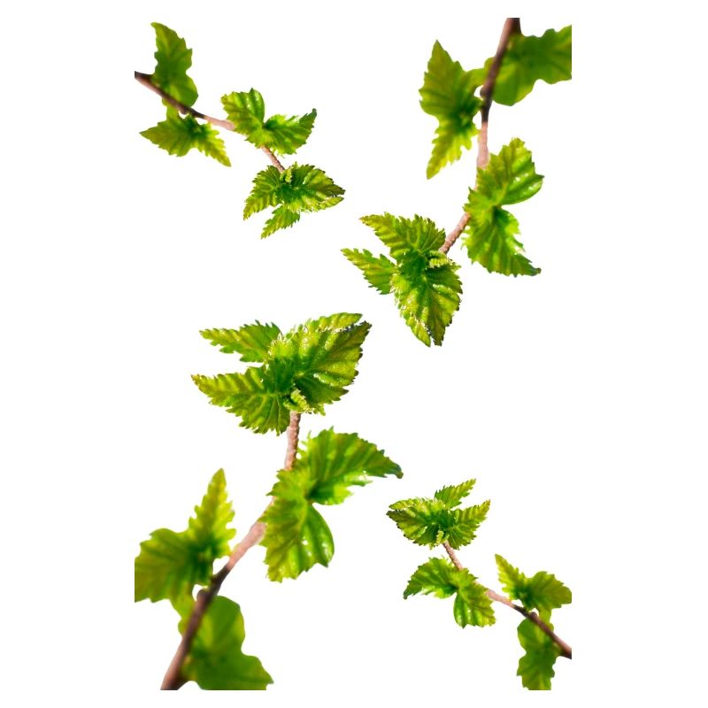 BIRCH