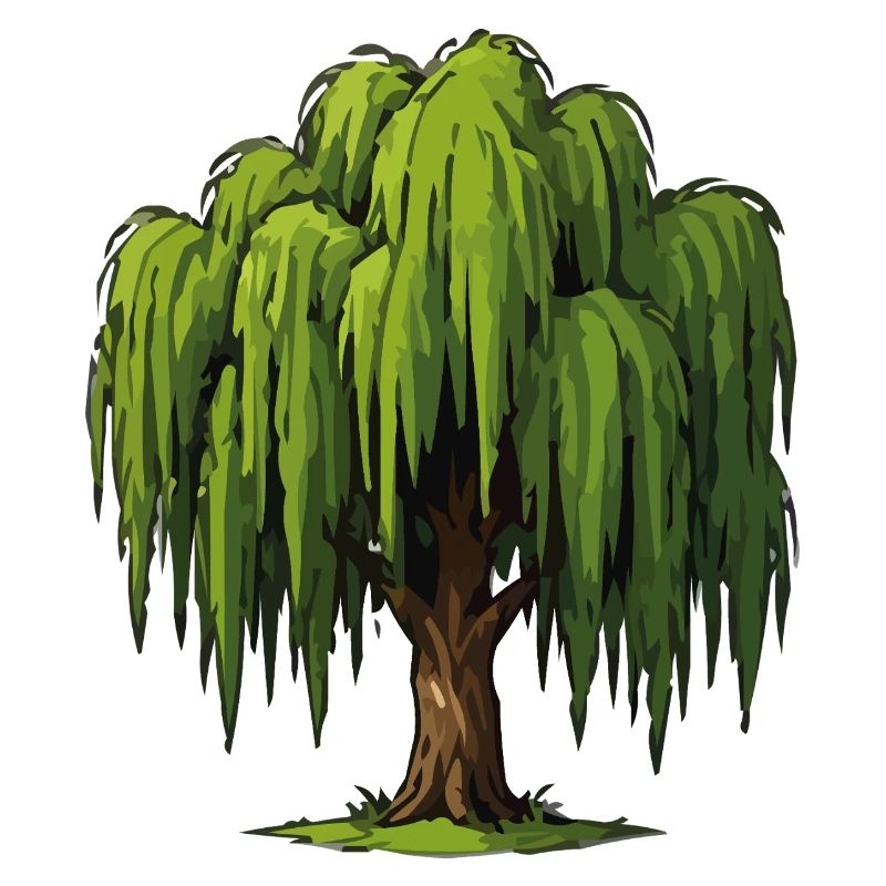Weeping Willow Graphic