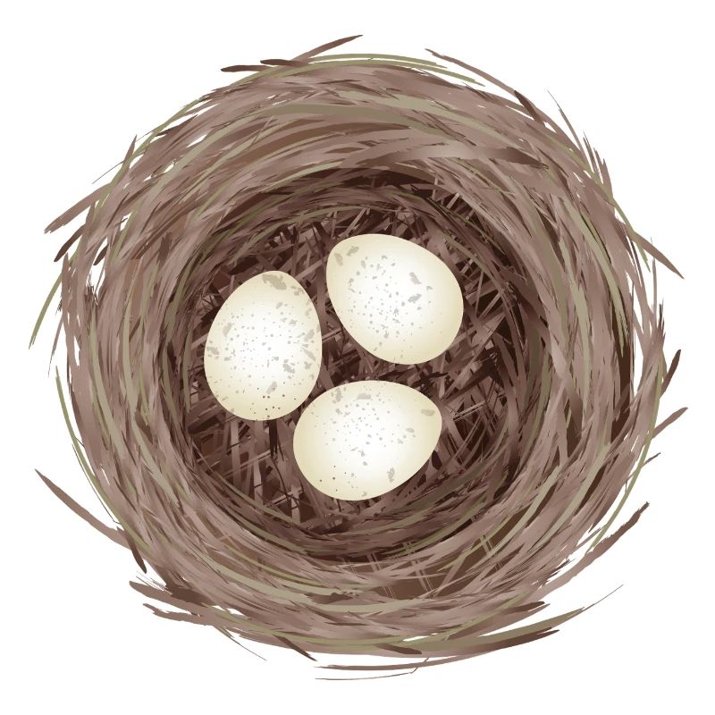 Bird's Nest with Three Eggs – Natural Illustration