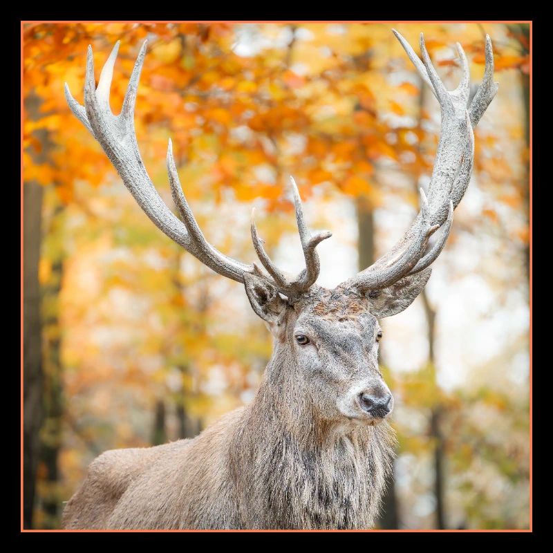 Herbstlicher Hirschim Wald