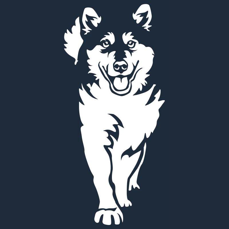 Malamute d’Alaska « Black Edition »