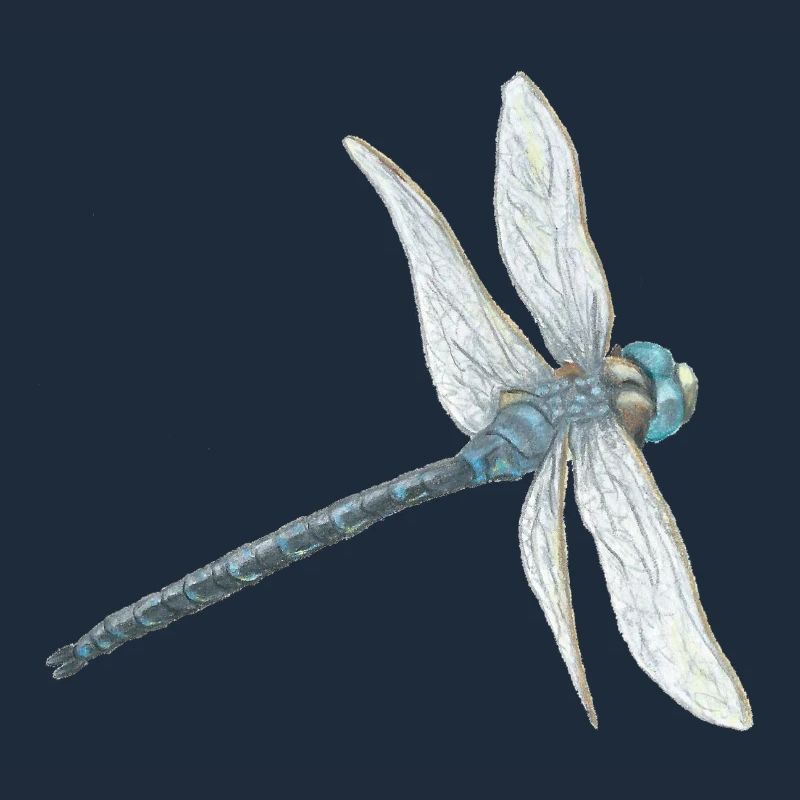 Illustration de libellule sarcelle