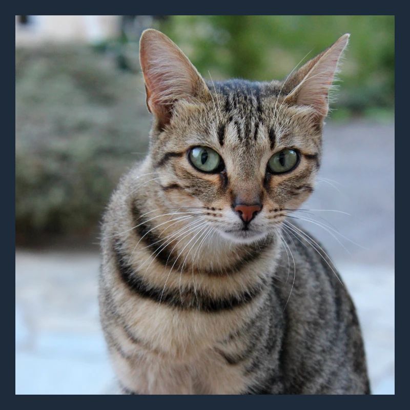 Chat chaton affiche chat carré affiche
