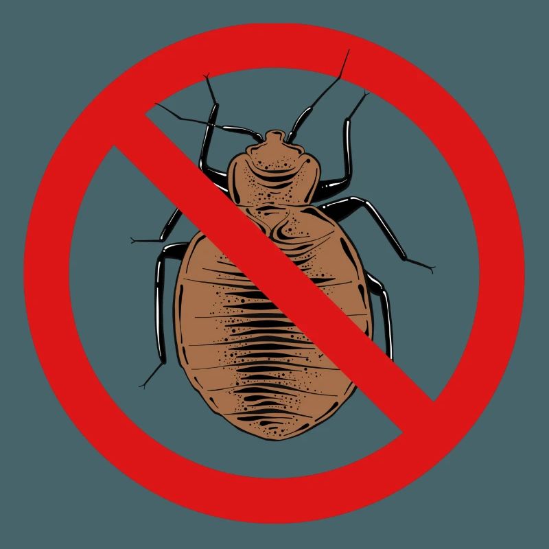bed bug, bed bug