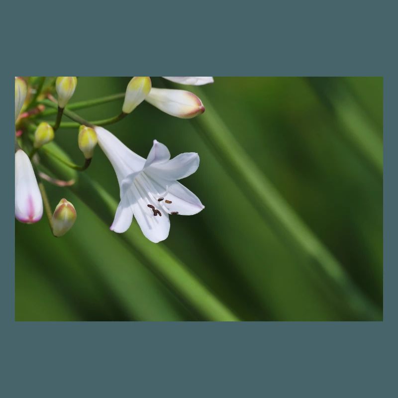 Macro de la fleur de lys blanc