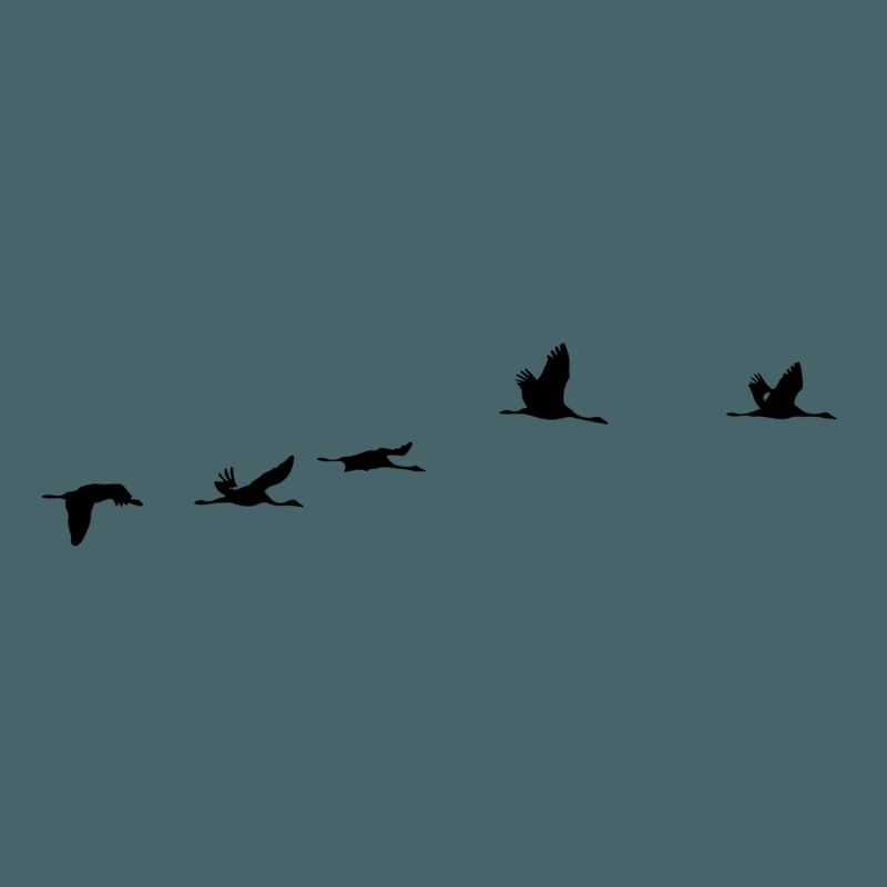 Oiseaux migrateurs Oiseaux