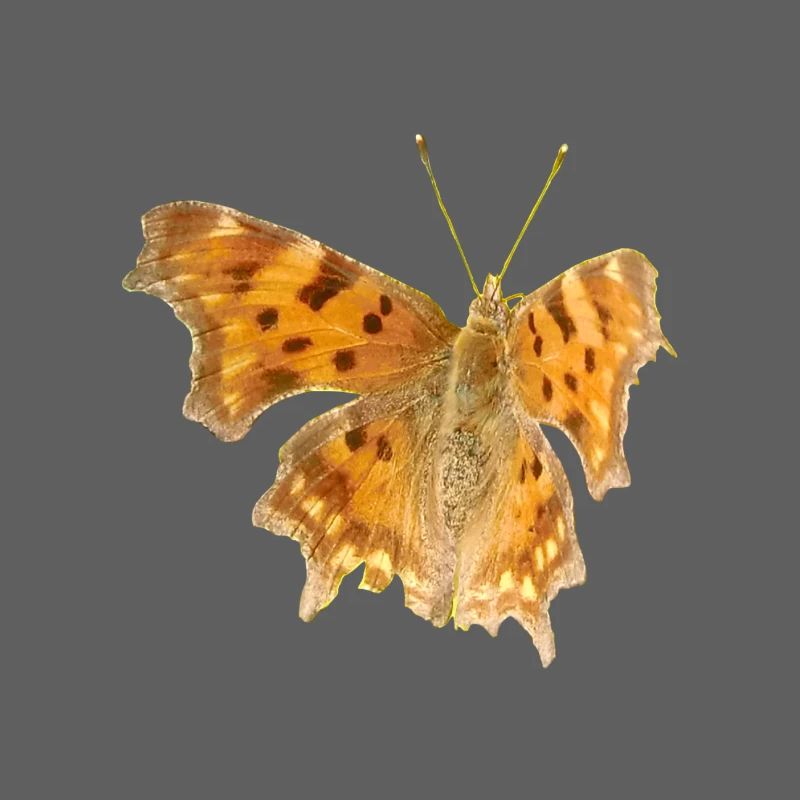 Papillon C-Moth