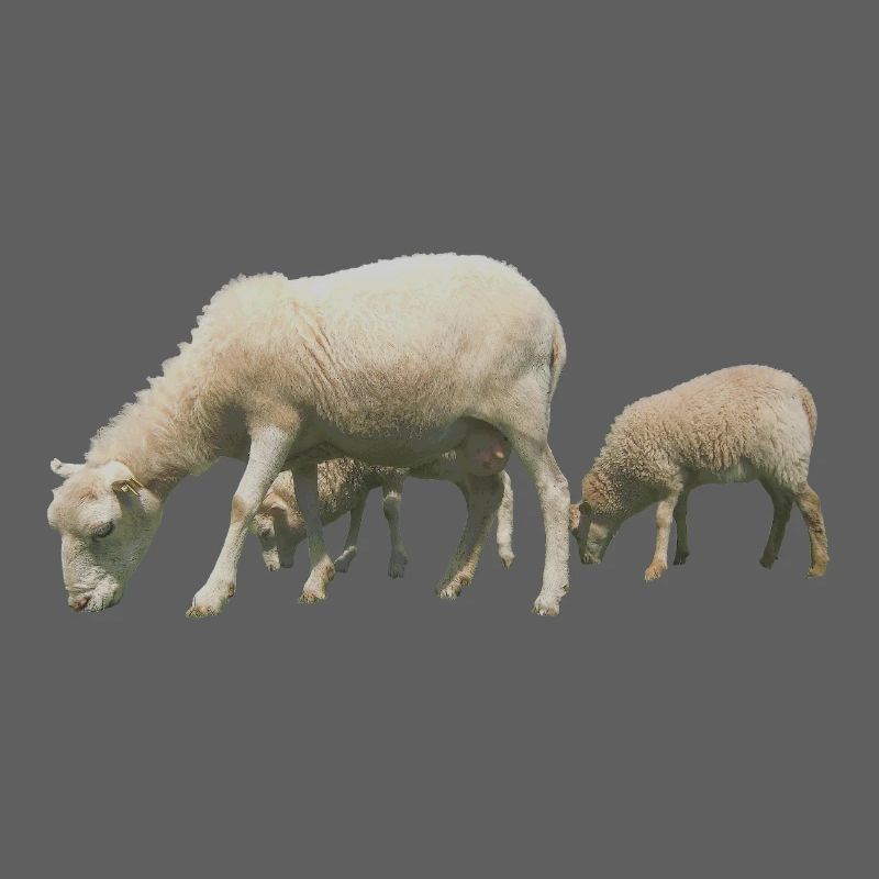 mouton
