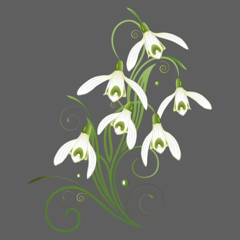 Fleurs de perce-neige. Le printemps arrive.