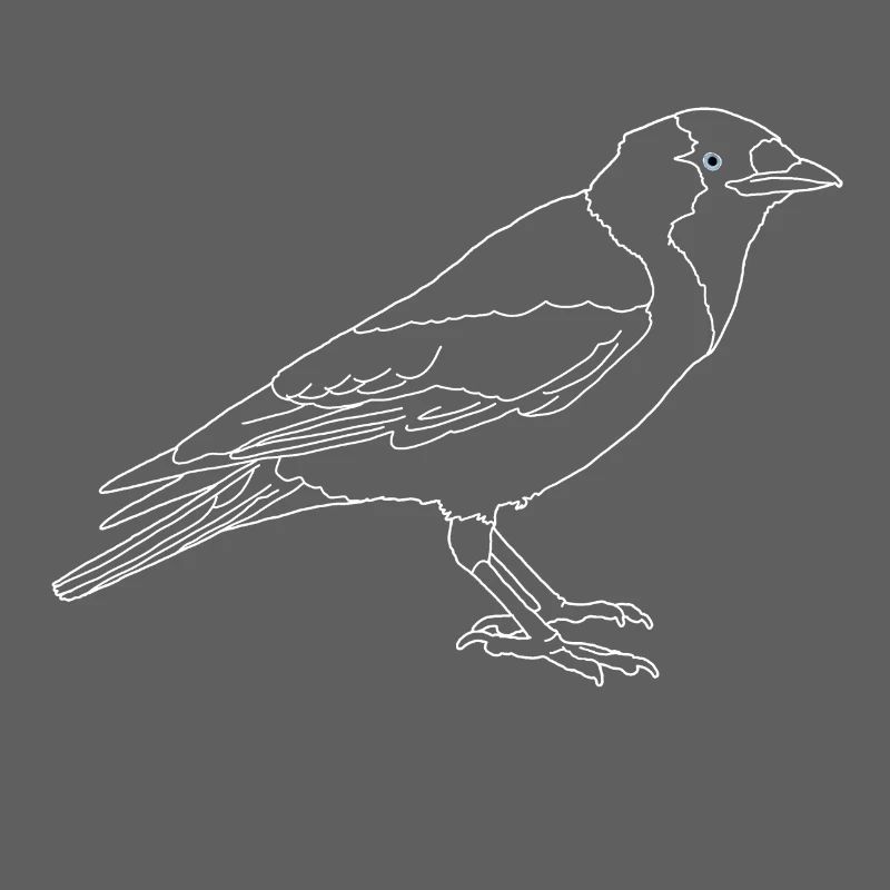 Dohle lineart