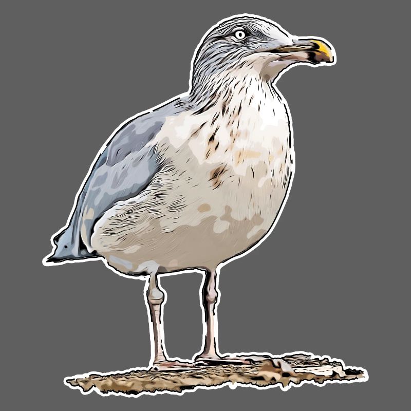 Möwe