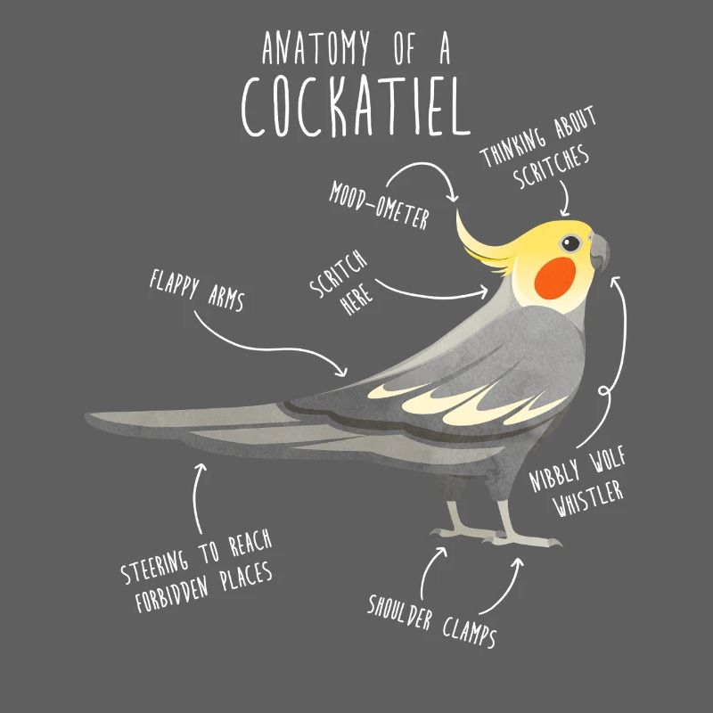 Anatomie de la calopsitte