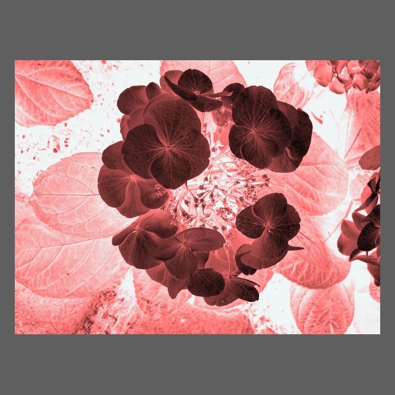 Rote Hydrangea Florales Muster