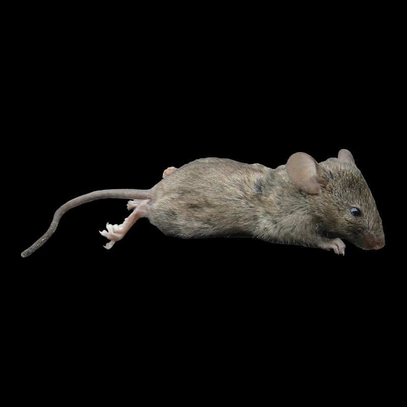 Maus
