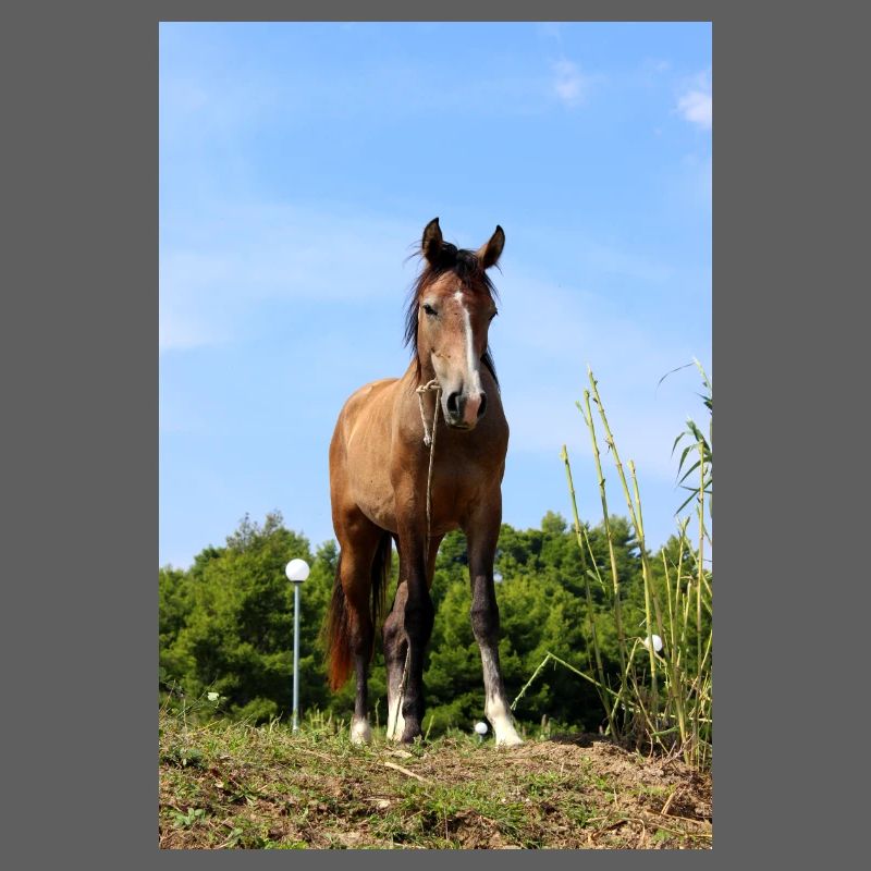 Affiche Cheval Cheval