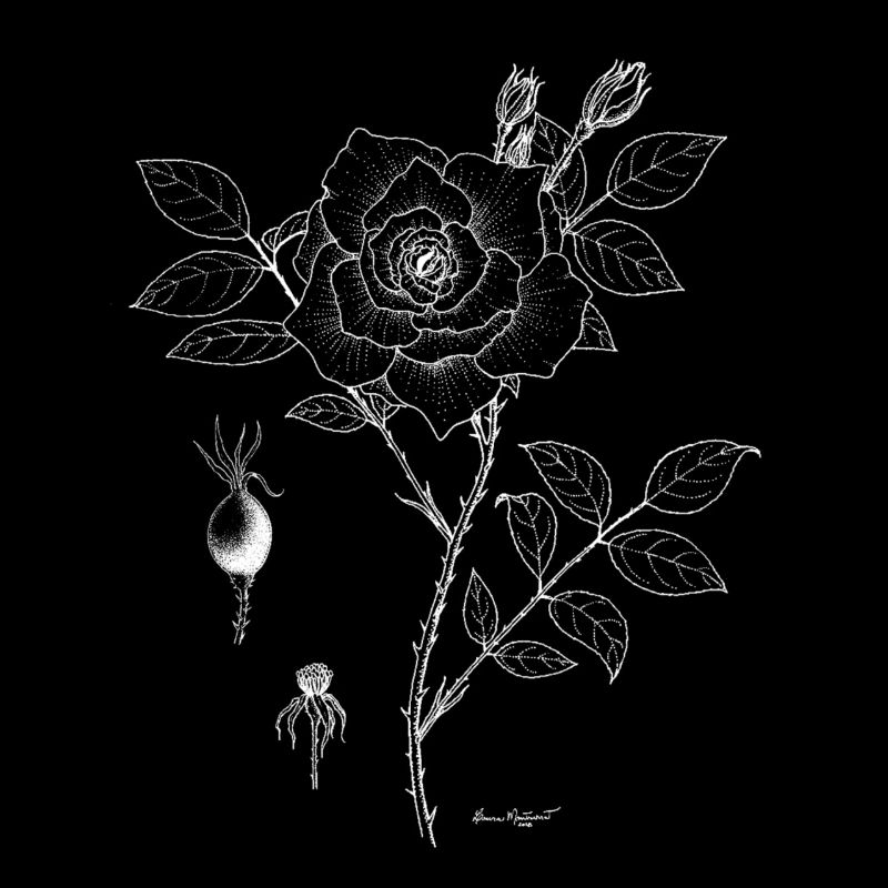 Assiette botanique rose