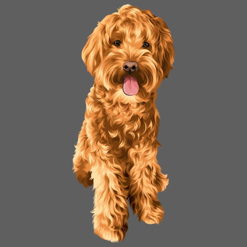 Goldendoodle Schnoodle