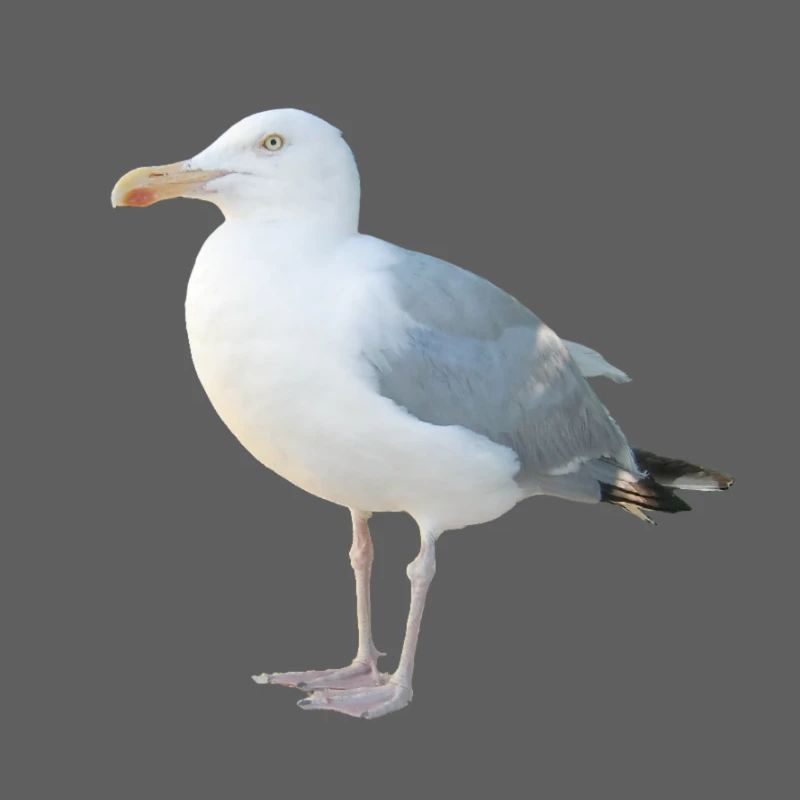 Möwe