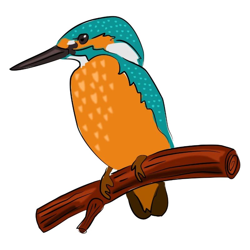 eisvogel vogel bunt