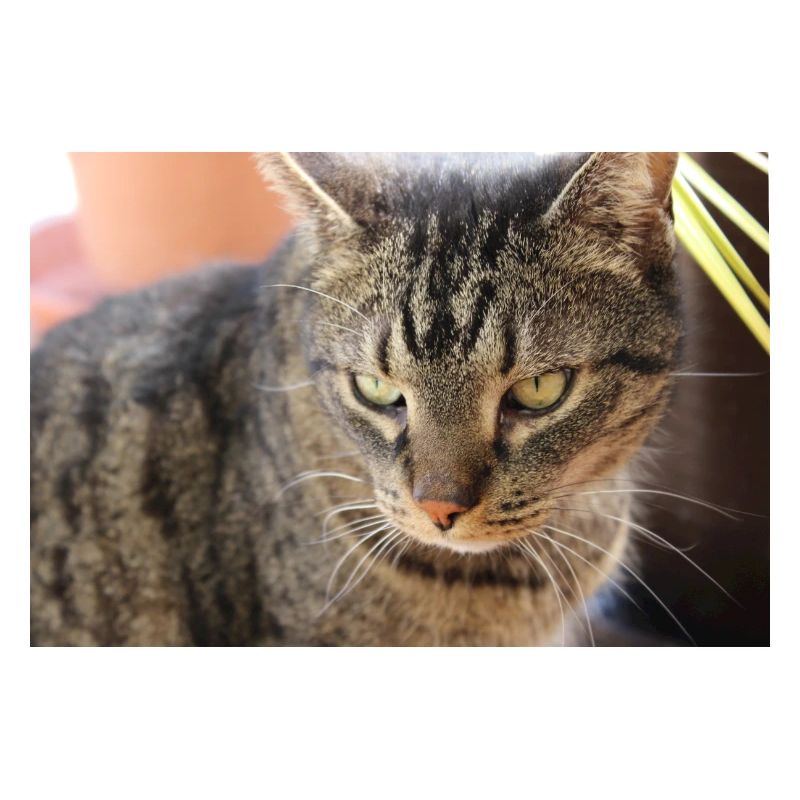 Affiche Chat Chaton, Affiche Chat Tigre