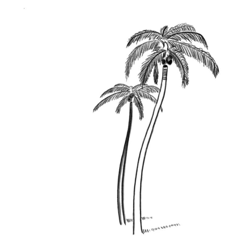 Palm trees with coconut