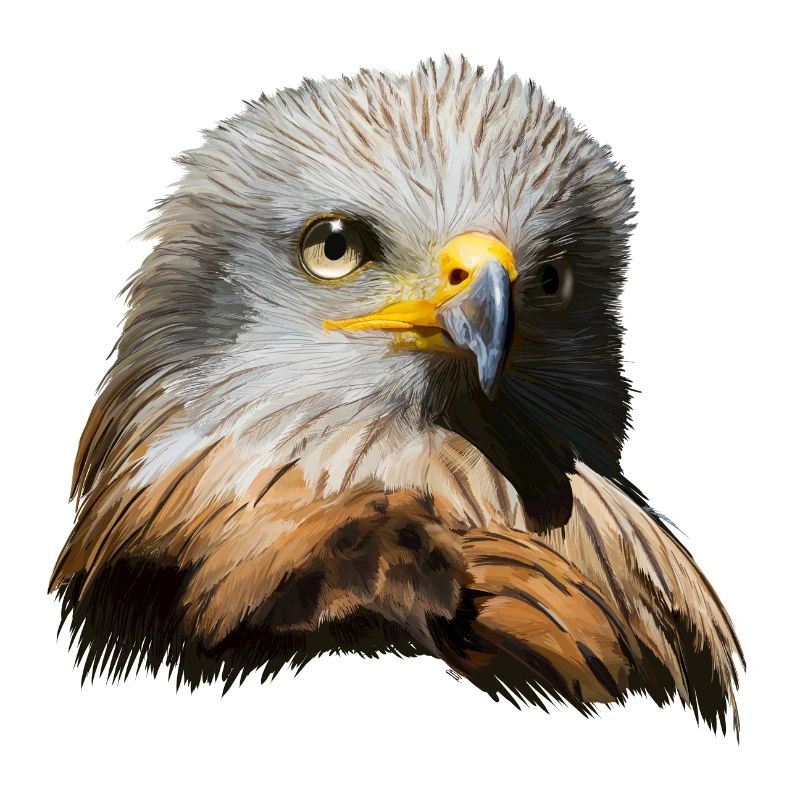 Imperial eagle