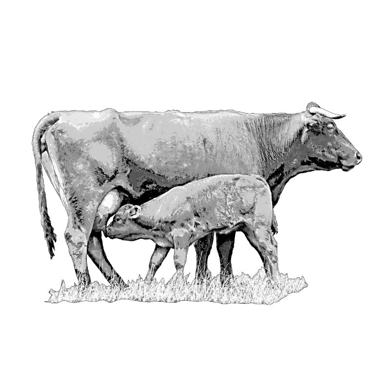 Vache avec veau – Graphique de ferme robuste