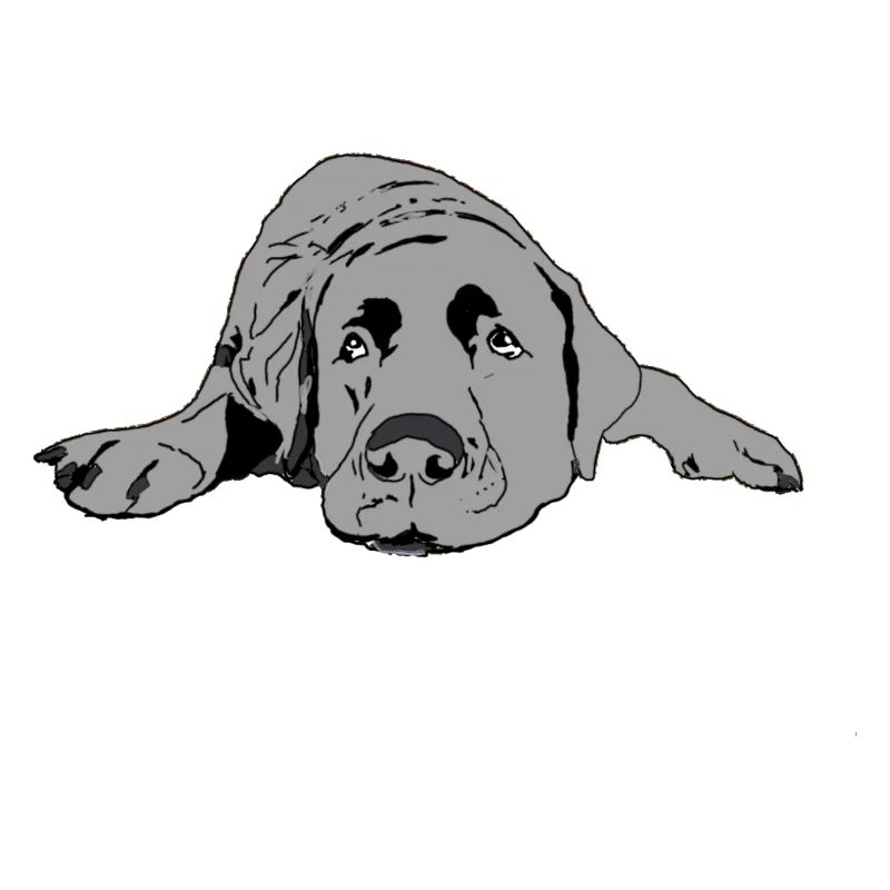 Labrador