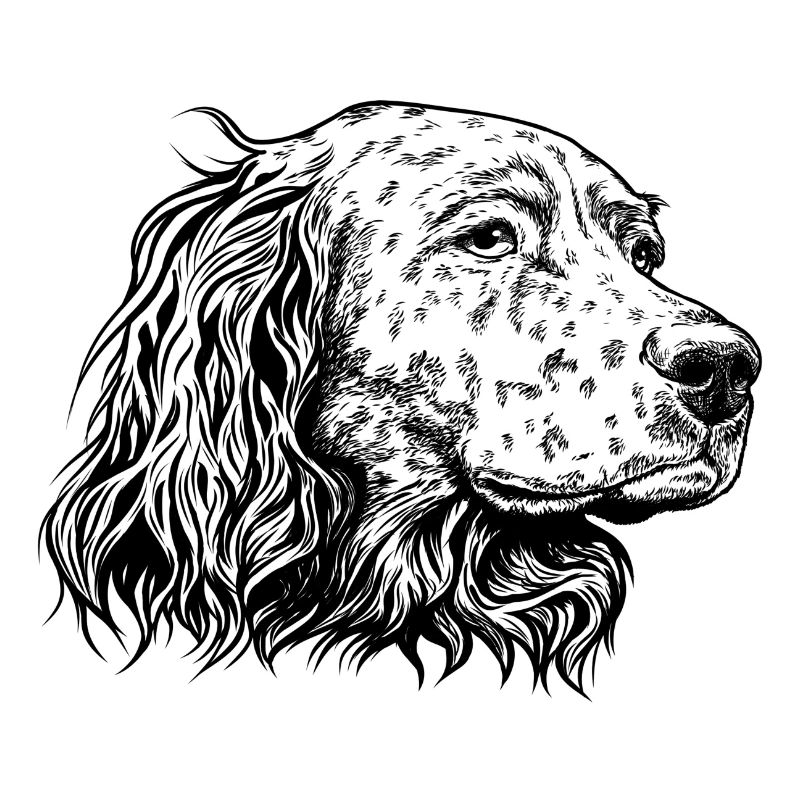 Portrait de setter anglais s