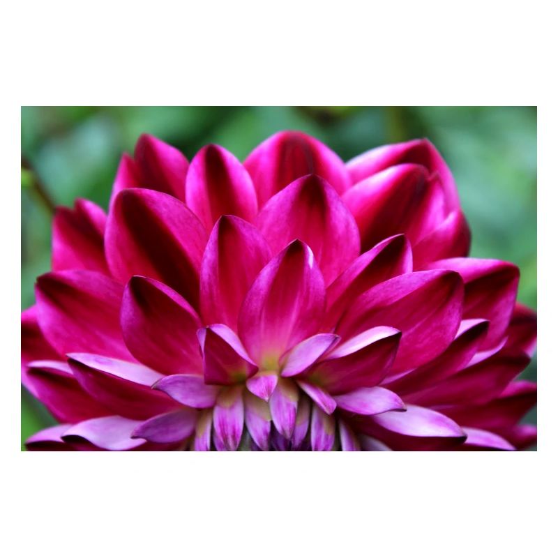 Dahlia Fleur Rouge, Fleur