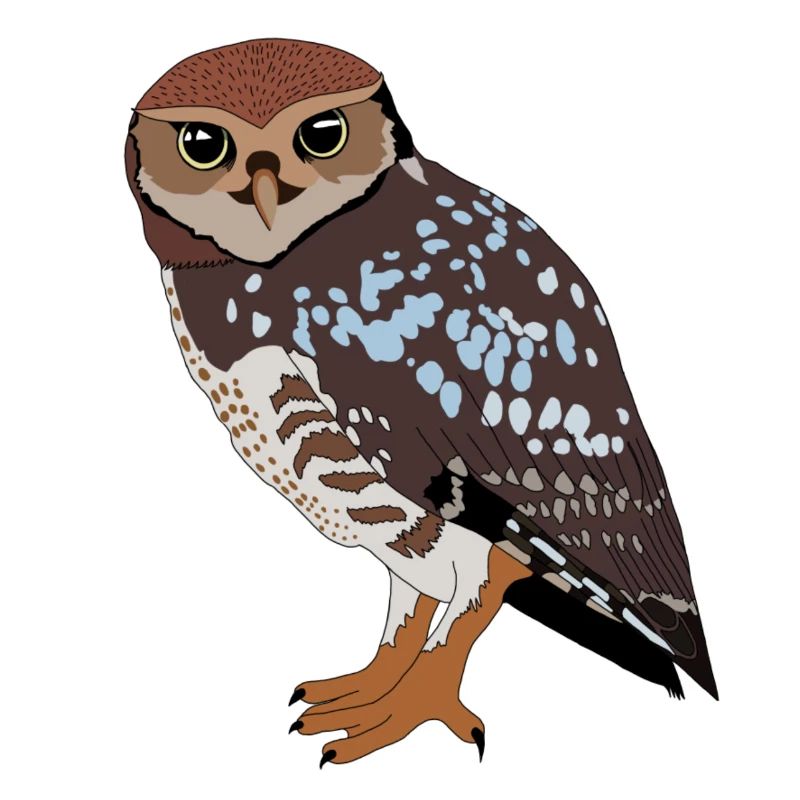 Eule