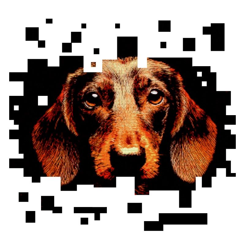 Teckel à poil dur pixelart