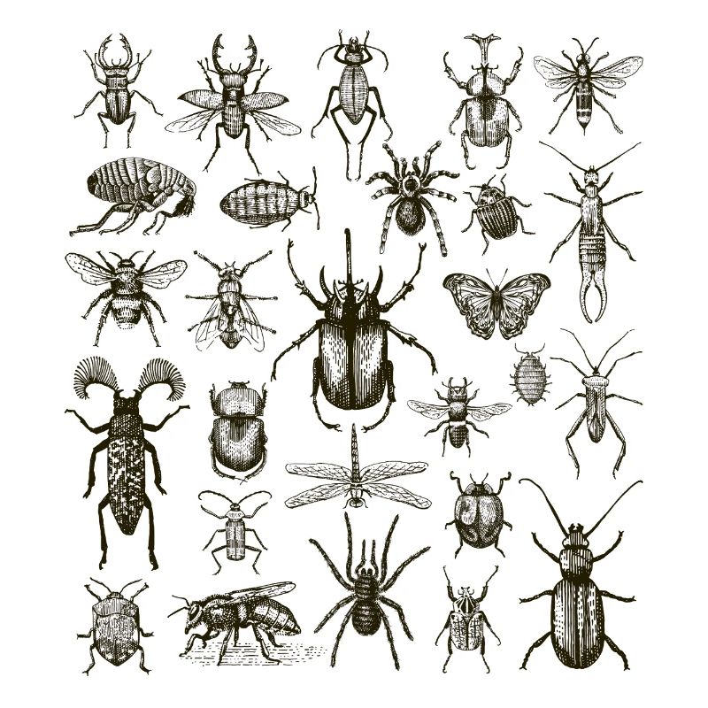Insect Lover, Bug Enthusiast