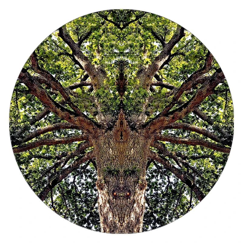 Créatures de la nature dans la cime des arbres