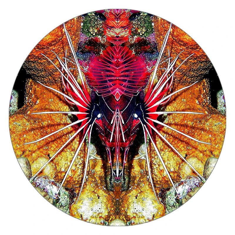 Créatures marines de la nature