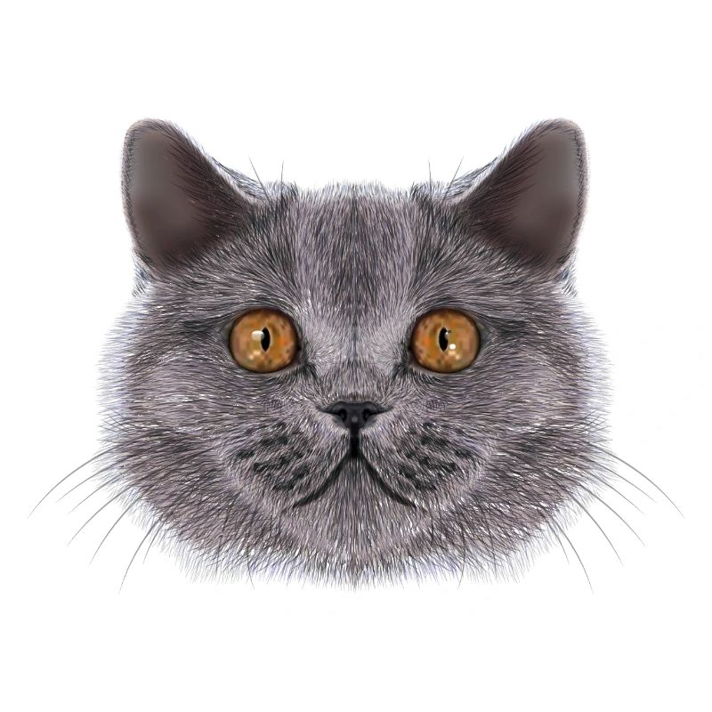 Britisch-Kurzhaar-Katze 