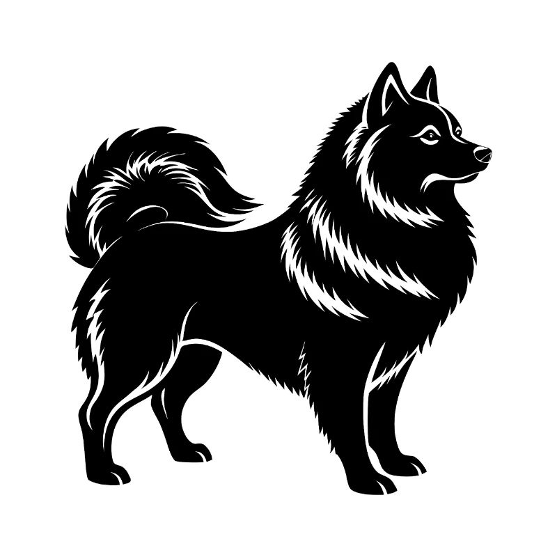 Spitz japonais