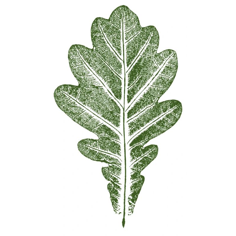 Blatt Eiche - Eichenblatt / Natur & Wald Design